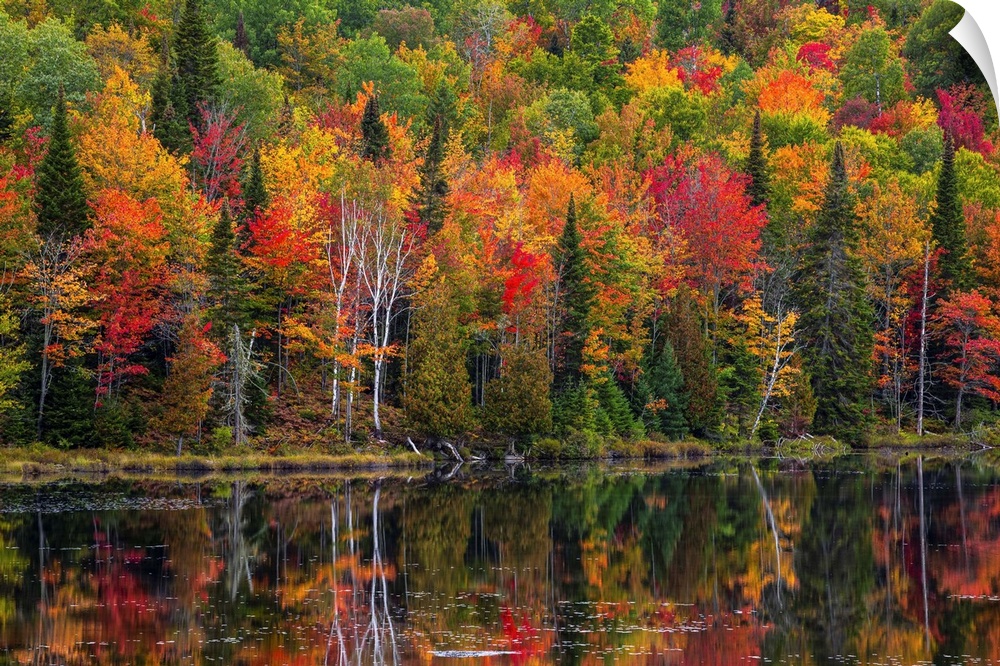 Vibrant autumn coloured foliage in a forest along a tranquil lake reflecting the colours; Lac Labelle Region, Quebec, Canada