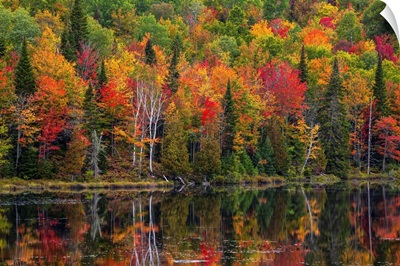 Autumn Foliage, Lac Labelle Region, Quebec, Canada