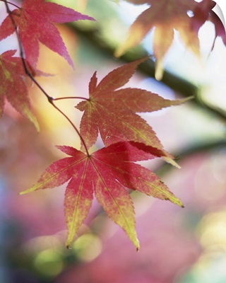 Autumn Foliage Of Japanese Maple, Westonbirt Arboretum, Gloucestershire, England