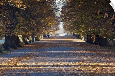Autumn Leaves On Path In Greenwich Park, Greenwich, London, England