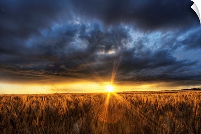 Autumn Sunset Over A Barley Field, Alberta, Canada