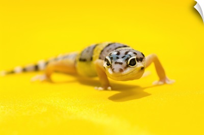 Baby Leopard Gecko On Yellow