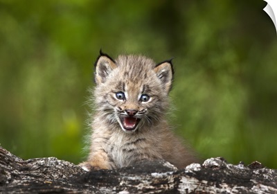 Baby Lynx Looking Over A Fallen Tree; Canmore, Alberta, Canada