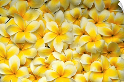 Background Of Yellow And White Plumeria Flowers