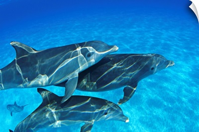 Bahamas, Atlantic Bottlenose Dolphin (Tursiops Truncatus) Swimming Together