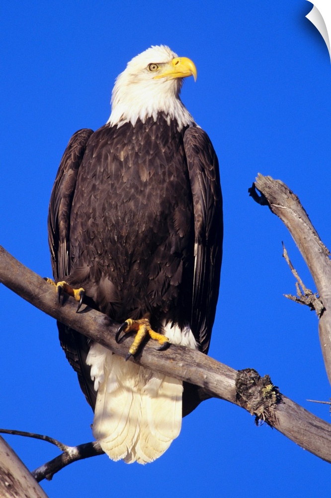Bald Eagle (Haliaeetus Leucocephalus) Perched On A Branch