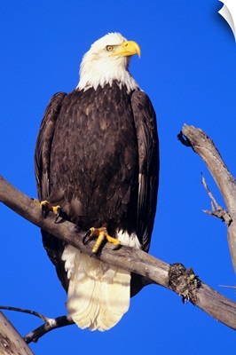 Bald Eagle (Haliaeetus Leucocephalus) Perched On A Branch