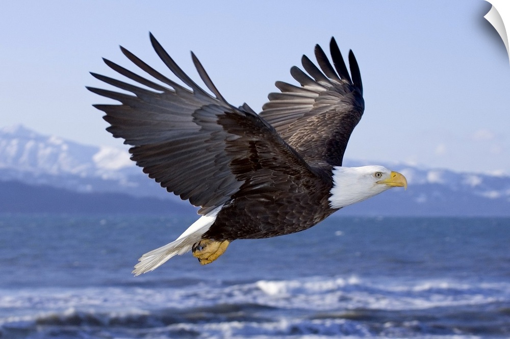 Bald Eagle In Mid-Air Flight Over Homer Spit Kenai Peninsula Alaska Winter Kachemak Bay