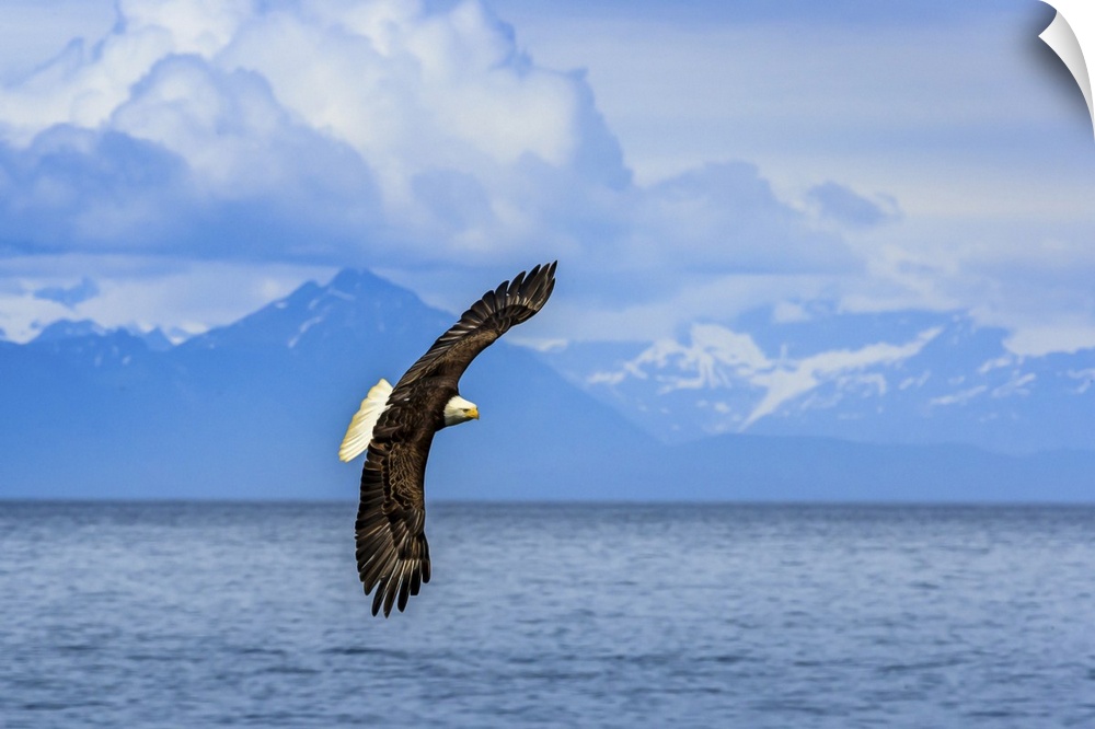 Bald Eagle, Haliaeetus leucocephalus, in flight along the shoreline in Cook Inlet, Alaska.