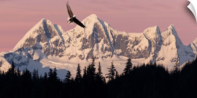 Bald Eagle In Flight At Sunset With Mendenhall Towers, Southeast Alaska