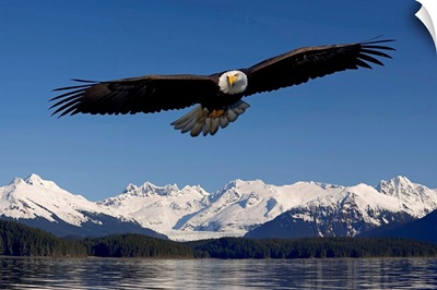 Bald Eagle in flight Inside Passage Tongass National Forest SE Alaska Spring