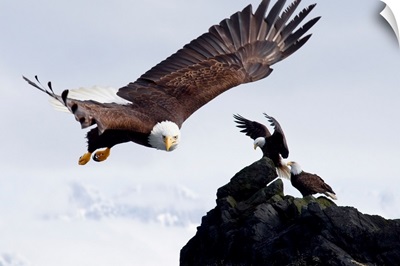 Bald Eagle In Flight Next To Ledge Where Multiple Eagles Are Perched, Alaska