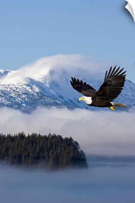 Bald Eagle in flight over the Inside Passage near Tongass National Forest