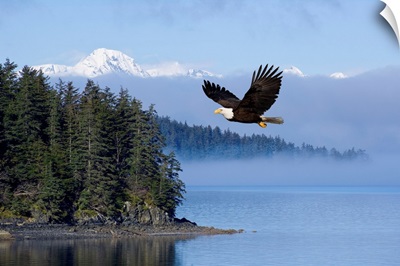Bald Eagle In Flight Over The Tongass National Forest, Alaska