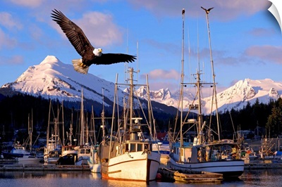 Bald Eagle In Flight Through Auke Bay Boat Harbor Juneau Alaska