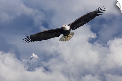 Bald Eagle In Flight, Tongass National Forest, Alaska