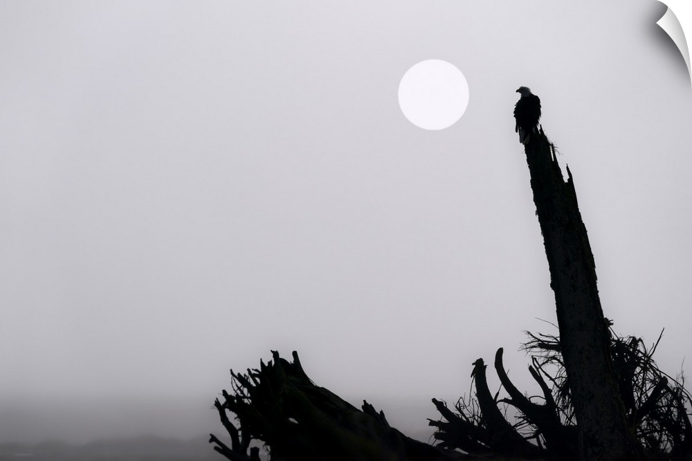 Bald eagle (Haliaeetus leucocephalus) on a foggy morning at Mendenhall Wetlands; Juneau, Alaska, United States of America