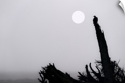 Bald Eagle On A Foggy Morning At Mendenhall Wetlands, Juneau, Alaska