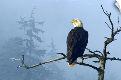 Bald Eagle perched in the top of an old Spruce tree, Tongass National Forest, Alaska,