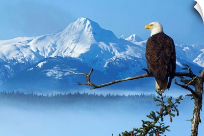 Bald Eagle Perched On Spruce Branch Overlooking The Chilkat Mountains, Alaska