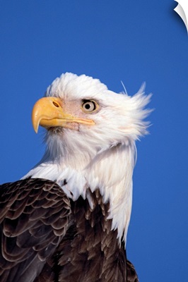Bald Eagle Portrait Kenai Peninsula Winter AK