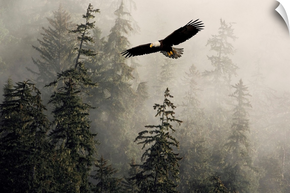 Bald Eagle Soaring Through Misty Tongass Nat Forest Southeast Alaska