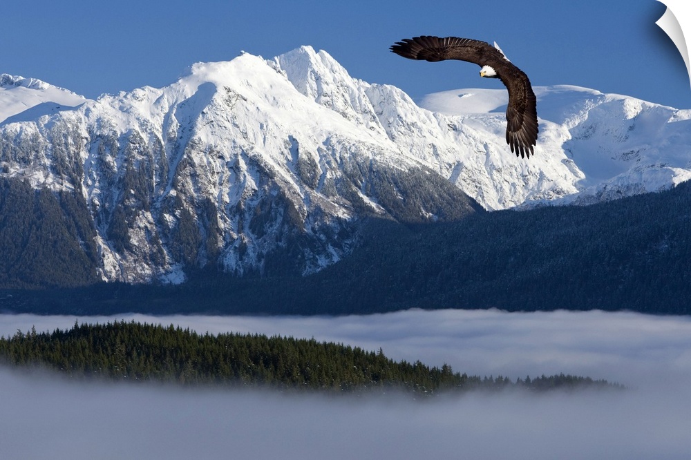 Bald Eagle soars above the Inside Passage and Tongass National Forest with the Coast Mountains in the background, Southeas...