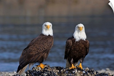 Bald Eagles Perched On Barnacle Covered Rock Inside Passage, Alaska