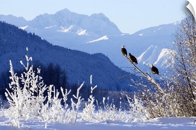 Bald Eagles, Takhinsha Mountains, Chilkat Bald Eagle Preserve