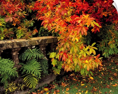 Balustrades and Autumn Colours, Castlewellan, Co Down, Ireland