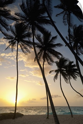 Barbados, Silhouette of palm trees at dawn, Bottom Bay