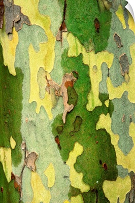 Bark Of A Sycamore Tree