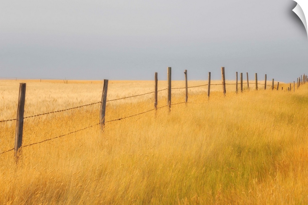 Barley Field And Fenceline, Southern Saskatchewan, Canada