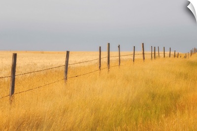 Barley Field And Fenceline, Southern Saskatchewan, Canada