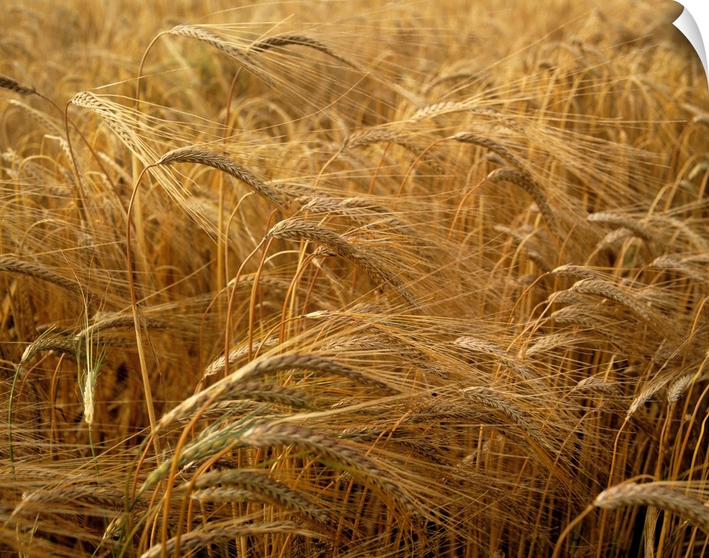 Barley field, county Meath, Ireland.