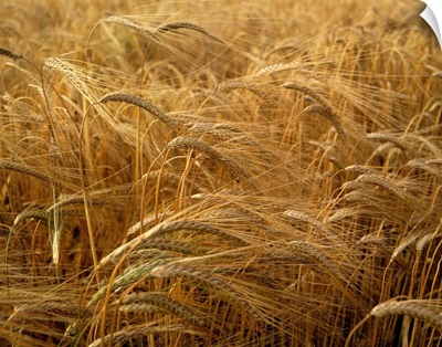 Barley Field, County Meath, Ireland