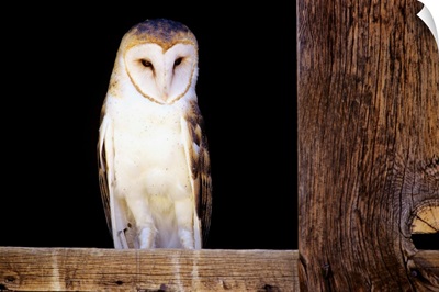 Barn Owl Sitting In Window Of Barn
