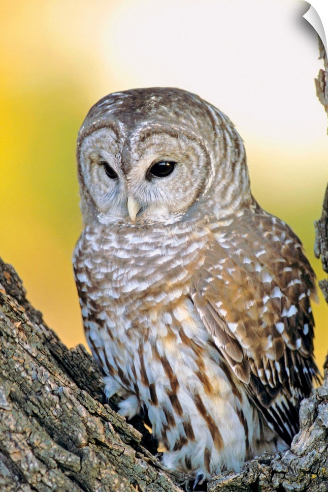 Barred Owl Roosting In Tree