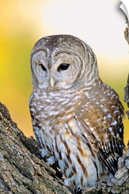 Barred Owl Roosting In Tree