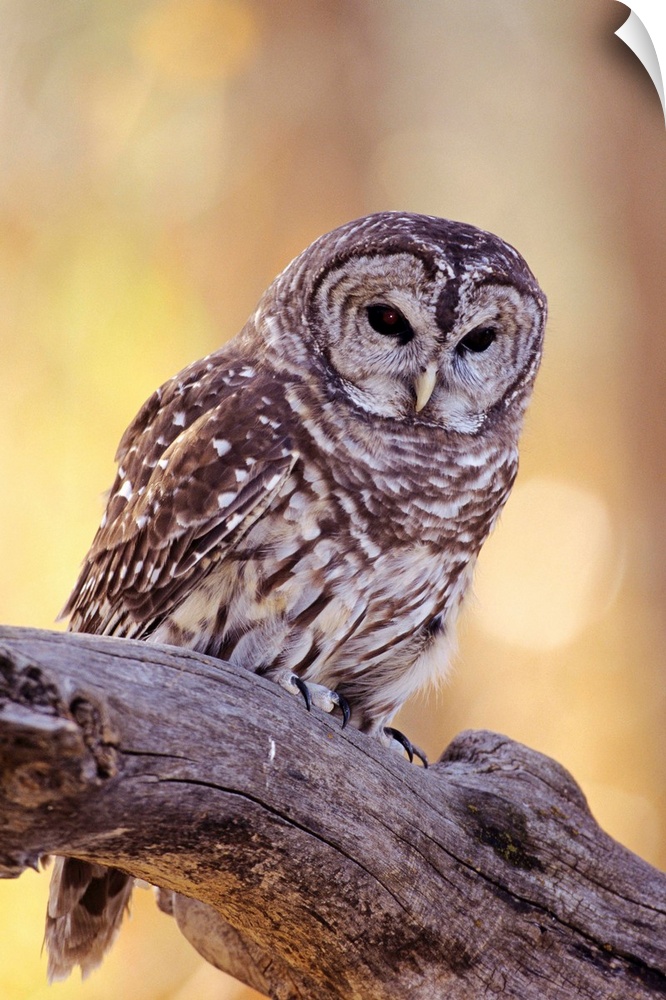 Barred Owl (Strix Varia) Perched On A Cottonwood Tree Branch