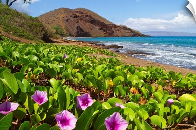 Beach morning glory with Pu'u O'lai in background, Makena, Maui, Hawaii