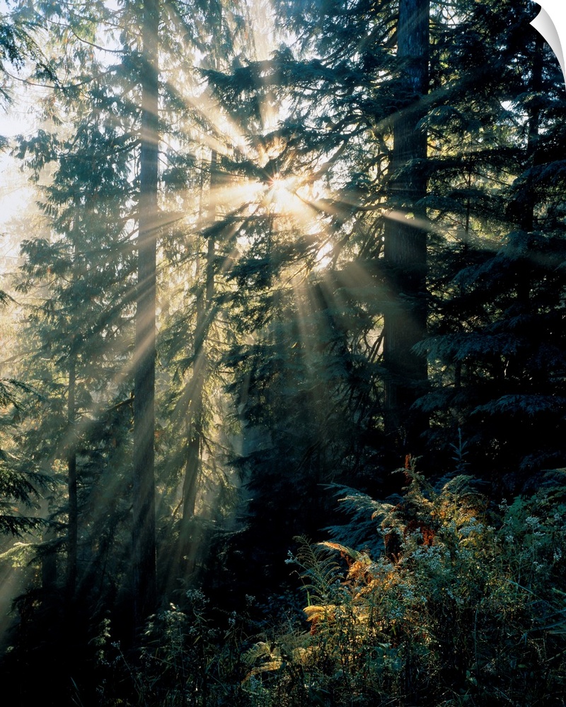 Beams of sunlight shining through trees, Mount Rainier national park. Washington, united states of America.