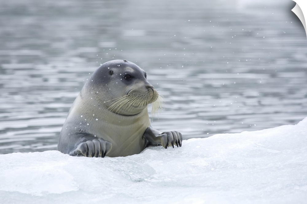 Bearded Seal (Erignathus barbatus), Hornsund, Svalbard, Norway