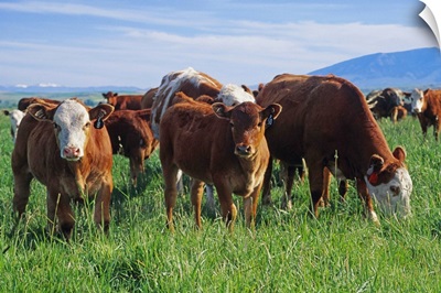Beef, cow-calf herd on a pasture, Central Montana