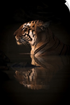 Bengal Tigress, India