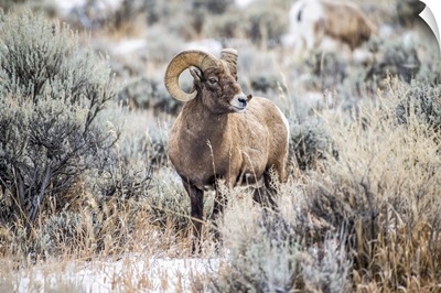 Bighorn Sheep Ram Stands In A Meadow Near Yellowstone National Park, Wyoming, USA
