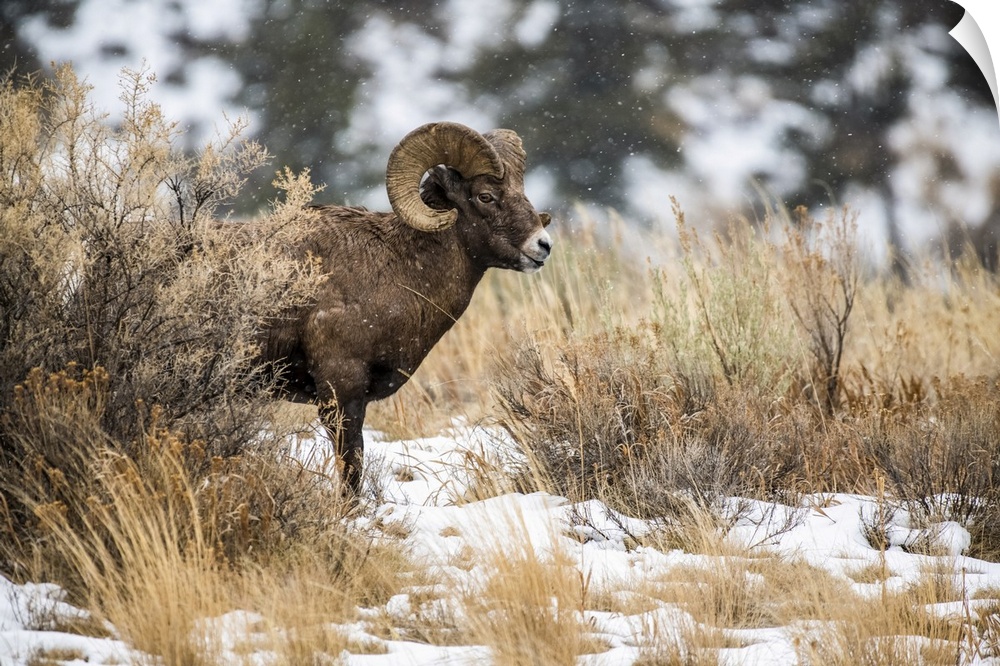 Bighorn Sheep ram (Ovis canadensis) stands in a sagebrush meadow on a snowy day in the North Fork of the Shoshone River va...