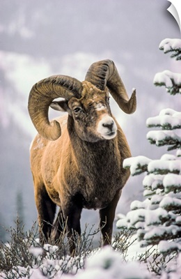 Bighorn Sheep, Winter, Jasper National Park, Alberta, Canada