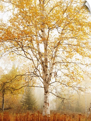 Birch Trees In Autumn, Thunder Bay, Ontario, Canada