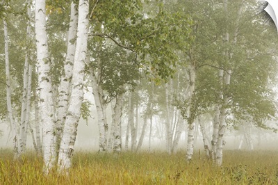 Birch Trees In The Fog; Thunder Bay, Ontario, Canada